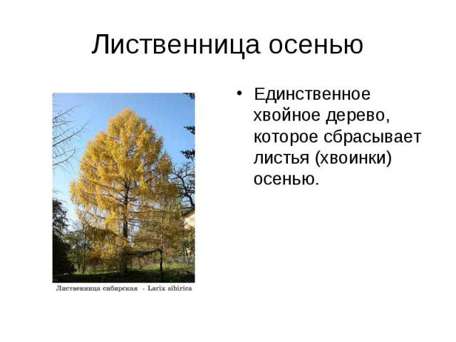 Лиственница осенью Единственное хвойное дерево, которое сбрасывает листья (хвоинки) осенью.