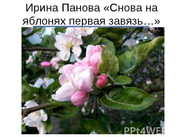 Ирина Панова «Снова на яблонях первая завязь…»