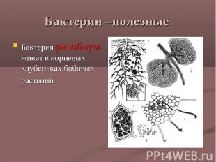 Бактерии –полезные Бактерия ризобиум живет в корневых клубеньках бобовых растени