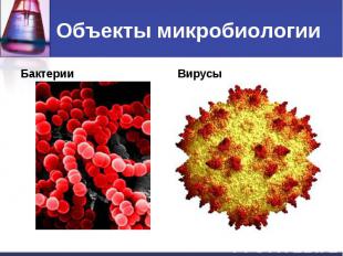 Объекты микробиологии Бактерии Вирусы