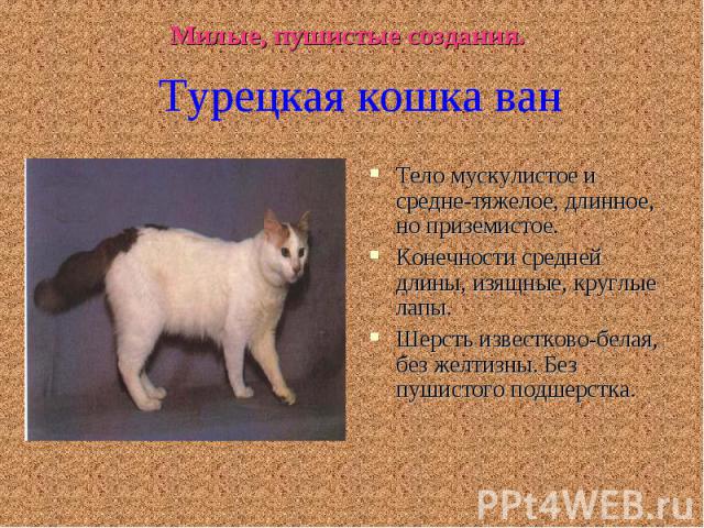 Милые, пушистые создания.Турецкая кошка ванТело мускулистое и средне-тяжелое, длинное, но приземистое.Конечности средней длины, изящные, круглые лапы.Шерсть известково-белая, без желтизны. Без пушистого подшерстка.