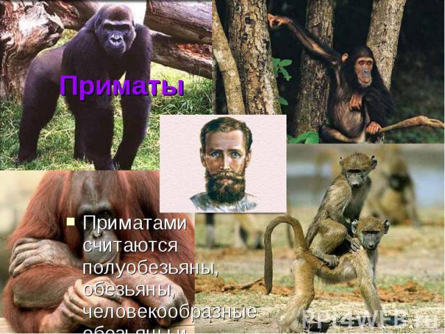 Приматы Приматами считаются полуобезьяны, обезьяны, человекообразные обезьяны и ЧЕЛОВЕК.