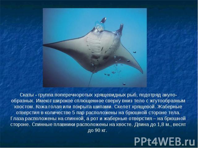 Скаты - группа поперечноротых хрящевидных рыб, подотряд акуло-образных. Имеют широкое сплющенное сверху вниз тело с жгутообразным хвостом. Кожа голая или покрыта шипами. Скелет хрящевой. Жаберные отверстия в количестве 5 пар расположены на брюшной с…