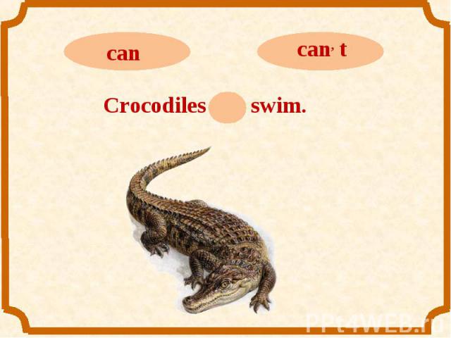 cancan, tCrocodiles can swim.
