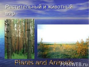 Растительный и животный мир Plants and Animals