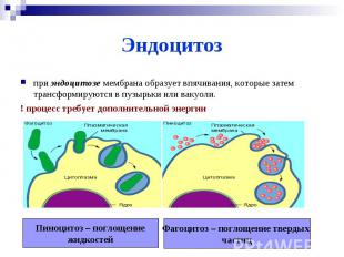 Эндоцитозпри эндоцитозе мембрана образует впячивания, которые затем трансформиру