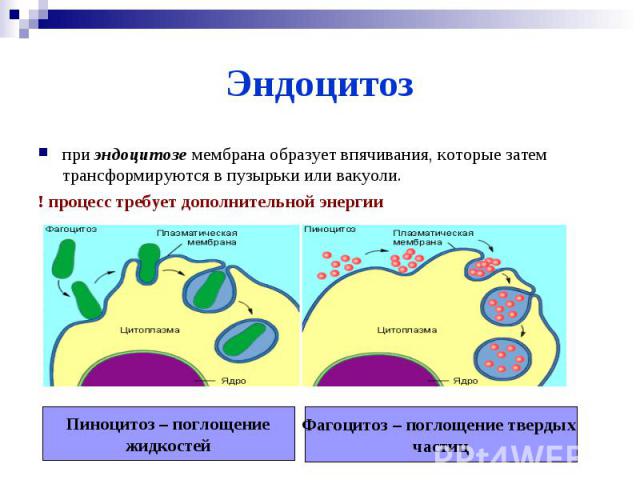 Эндоцитозпри эндоцитозе мембрана образует впячивания, которые затем трансформируются в пузырьки или вакуоли. ! процесс требует дополнительной энергии Пиноцитоз – поглощениежидкостейФагоцитоз – поглощение твердых частиц