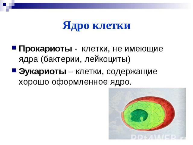 Ядро клеткиПрокариоты - клетки, не имеющие ядра (бактерии, лейкоциты)Эукариоты – клетки, содержащие хорошо оформленное ядро.