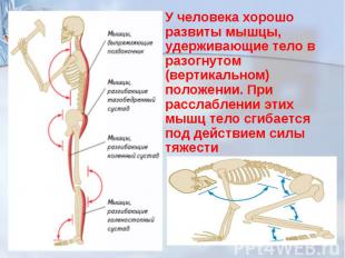 У человека хорошо развиты мышцы, удерживающие тело в разогнутом (вертикальном) п