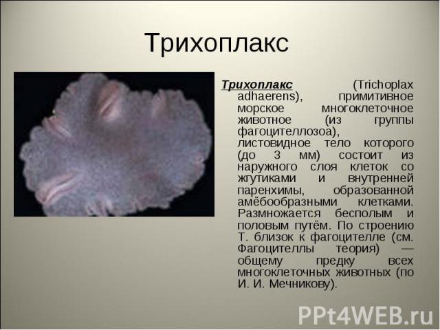 Трихоплакс Трихоплакс (Trichoplax adhaerens), примитивное морское многоклеточное животное (из группы фагоцителлозоа), листовидное тело которого (до 3 мм) состоит из наружного слоя клеток со жгутиками и внутренней паренхимы, образованной амёбообразны…