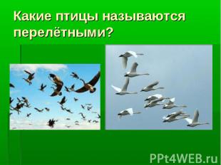 Какие птицы называются перелётными?