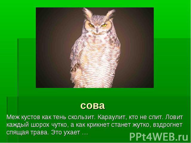 сова Меж кустов как тень скользит. Караулит, кто не спит. Ловит каждый шорох чутко, а как крикнет станет жутко, вздрогнет спящая трава. Это ухает …