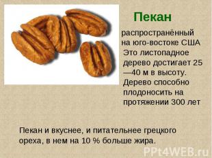 Пекан распространённый на юго-востоке СШАЭто листопадное дерево достигает 25—40 