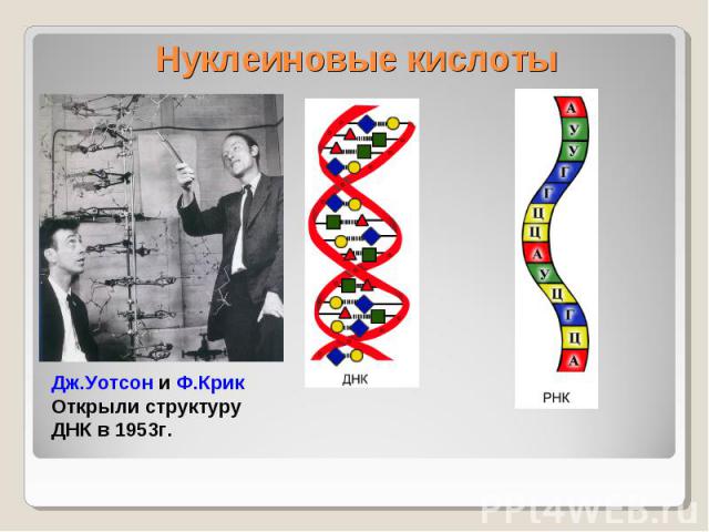 Нуклеиновые кислоты Дж.Уотсон и Ф.КрикОткрыли структуру ДНК в 1953г.