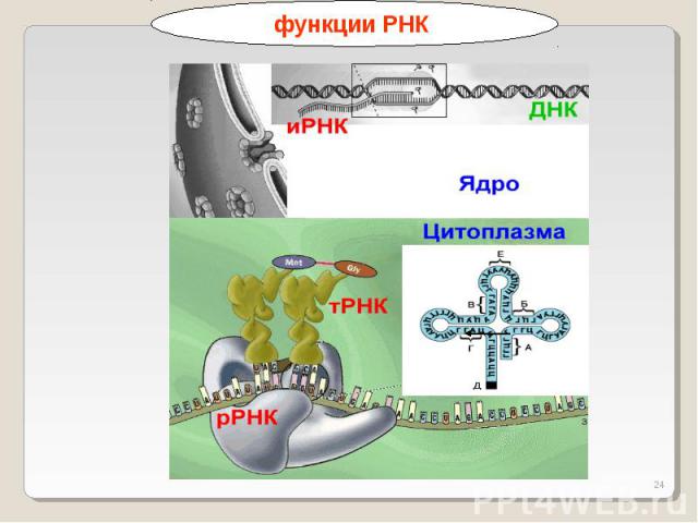 функции РНК