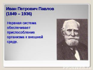 Иван Петрович Павлов(1849 – 1936) Нервная системаобеспечивает приспособлениеорга