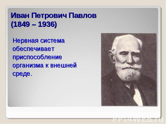 Иван Петрович Павлов(1849 – 1936) Нервная системаобеспечивает приспособлениеорганизма к внешнейсреде.