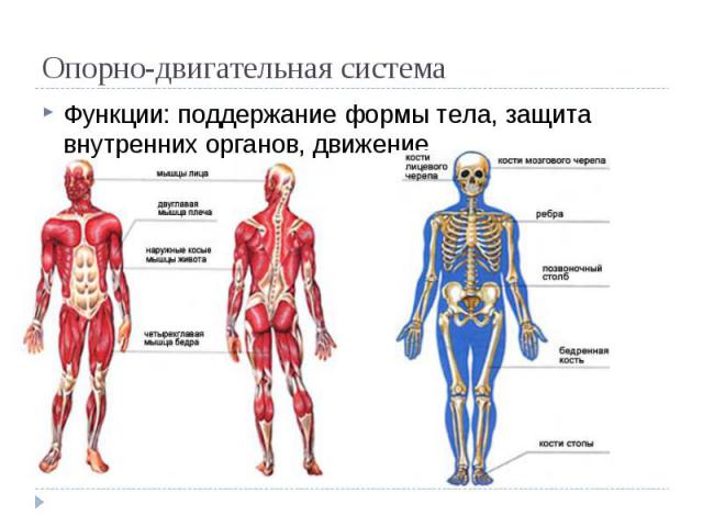 Опорно-двигательная система Функции: поддержание формы тела, защита внутренних органов, движение