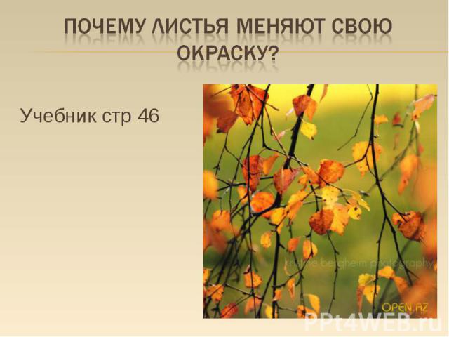 Почему листья меняют свою окраску? Учебник стр 46