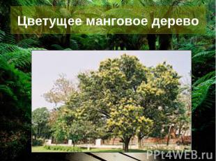 Цветущее манговое дерево