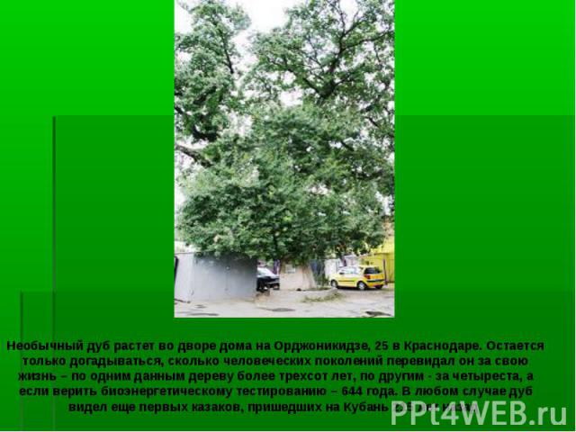 Необычный дуб растет во дворе дома на Орджоникидзе, 25 в Краснодаре. Остается только догадываться, сколько человеческих поколений перевидал он за свою жизнь – по одним данным дереву более трехсот лет, по другим - за четыреста, а если верить биоэнерг…