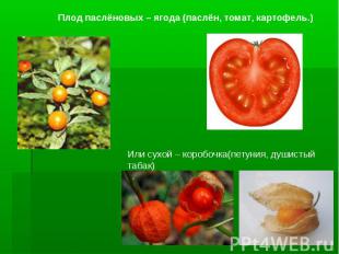 Плод паслёновых – ягода (паслён, томат, картофель.)Или сухой – коробочка(петуния