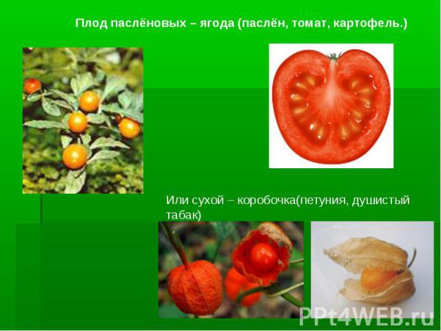 Плод паслёновых – ягода (паслён, томат, картофель.)Или сухой – коробочка(петуния, душистый табак)