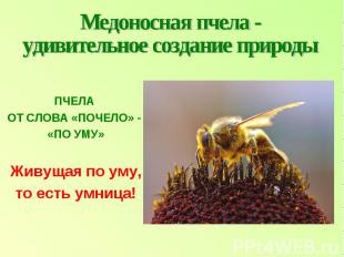 Медоносная пчела - удивительное создание природы ПЧЕЛА ОТ СЛОВА «ПОЧЕЛО» - «ПО У