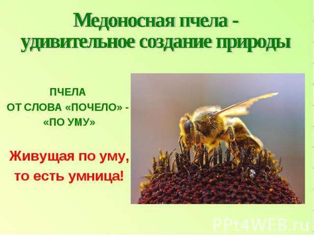 Медоносная пчела - удивительное создание природы ПЧЕЛА ОТ СЛОВА «ПОЧЕЛО» - «ПО УМУ»Живущая по уму,то есть умница!