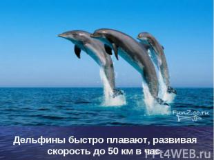 Дельфины быстро плавают, развивая скорость до 50 км в час.