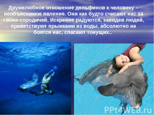 Дружелюбное отношение дельфинов к человеку – необъяснимое явление. Они как будто считают нас за своих сородичей. Искренне радуются, завидев людей, приветствуют прыжками из воды, абсолютно не боятся нас, спасают тонущих..