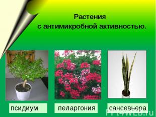 Растения с антимикробной активностью.