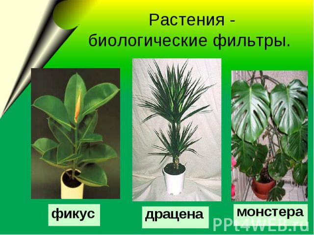  Растения - биологические фильтры.
