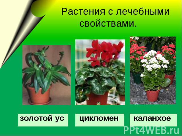      Растения с лечебными свойствами.
