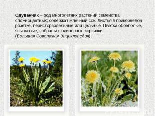 Одуванчик – род многолетних растений семейства сложноцветных; содержат млечный с