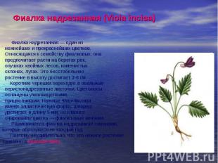 Фиалка надрезанная (Viola incisa) Фиалка надрезанная — один из нежнейших и прекр