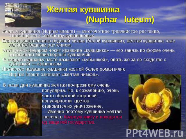 Желтая кувшинка (Nuphar luteum)Желтая кувшинка (Nuphar luteum) — многолетнее травянистое растение, относящееся к семейству кувшинковых. Близкая родственница водяной лилии (белой кувшинки), желтая кувшинка тоже является водным растением. Этот цветок …