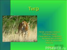 Тигр 3 класс