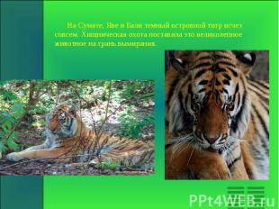 На Сумате, Яве и Бали темный островной тигр исчез совсем. Хищническая охота пост