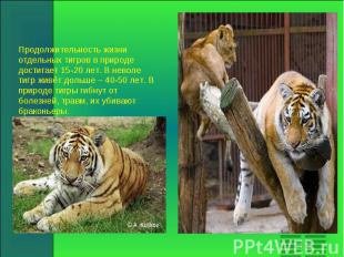 Продолжительность жизни отдельных тигров в природе достигает 15-20 лет. В неволе
