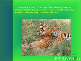 На данный момент тигр в России сохранился только на Дальнем Востоке. В этих мест