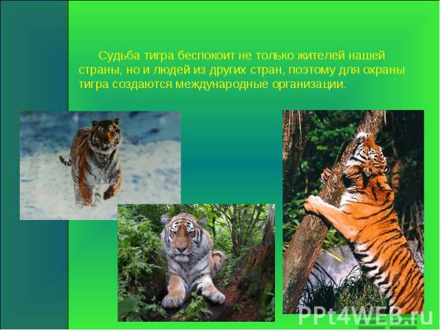 Судьба тигра беспокоит не только жителей нашей страны, но и людей из других стран, поэтому для охраны тигра создаются международные организации.