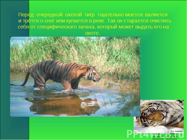 Перед очередной охотой тигр тщательно моется: валяется и трётся о снег или купается в реке. Так он старается очистить себя от специфического запаха, который может выдать его на охоте.
