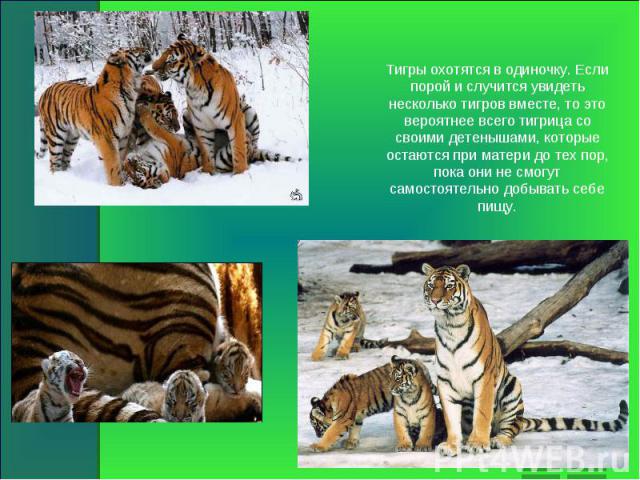 Тигры охотятся в одиночку. Если порой и случится увидеть несколько тигров вместе, то это вероятнее всего тигрица со своими детенышами, которые остаются при матери до тех пор, пока они не смогут самостоятельно добывать себе пищу.