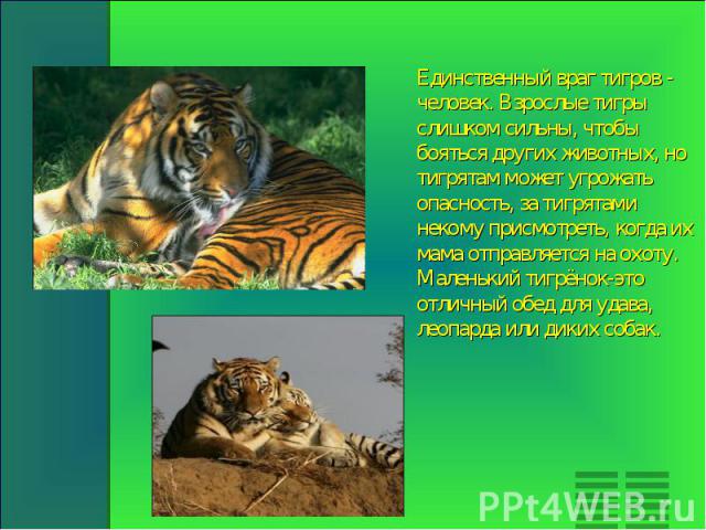 Единственный враг тигров - человек. Взрослые тигры слишком сильны, чтобы бояться других животных, но тигрятам может угрожать опасность, за тигрятами некому присмотреть, когда их мама отправляется на охоту. Маленький тигрёнок-это отличный обед для уд…