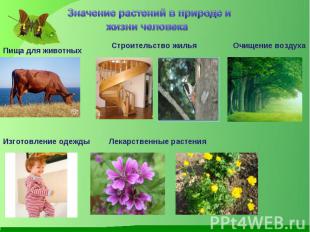 Значение растений в природе и жизни человекаПища для животныхСтроительство жилья
