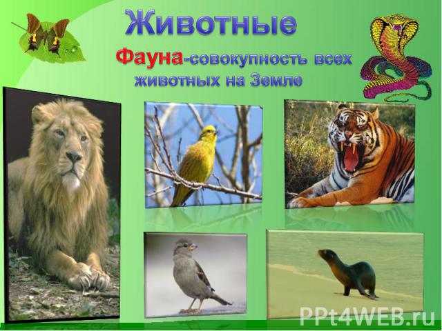 Животные Фауна-совокупность всех животных на Земле