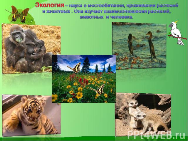 Экология – наука о местообитании, проживании растений и животных . Она изучает взаимоотношения растений, животных и человека.