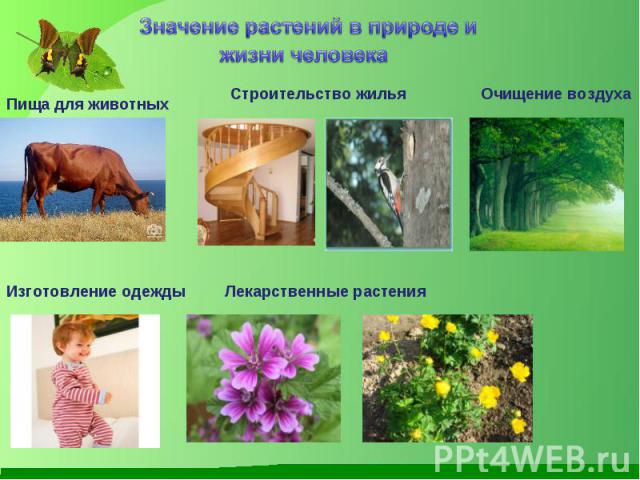Значение растений в природе и жизни человекаПища для животныхСтроительство жильяОчищение воздухаИзготовление одеждыЛекарственные растения