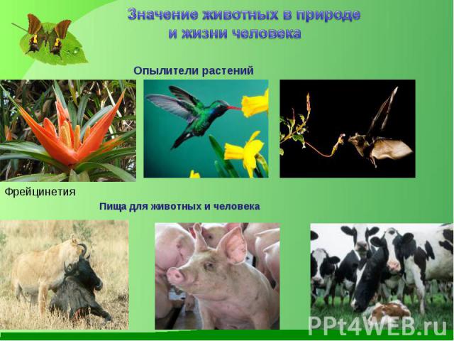 Значение животных в природе и жизни человекаОпылители растенийФрейцинетияПища для животных и человека